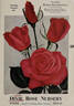 Texas Centennial rose photo