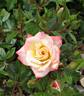 Arcanum rose photo