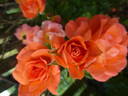 Newsflash rose photo