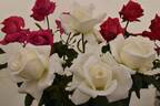 Silver Anniversary ™ rose photo