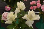 Silver Anniversary ™ rose photo