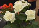 Whirlaway ™ rose photo