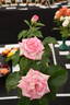 First Choice rose photo