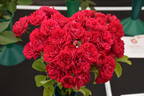 Chevy Chase rose photo