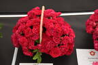 Chevy Chase rose photo