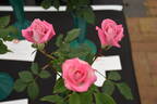 Dr. Tommy Cairns rose photo
