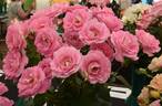 Cliff Richard rose photo