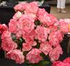 Hannah Gordon rose photo