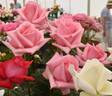 Andrea Stelzer rose photo