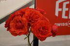 MACtru rose photo