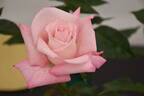 Miss Mabel rose photo