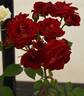 Daily Post rose photo