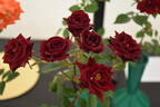Black Jack ™ rose photo