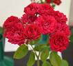 Chevy Chase rose photo