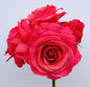 Lady Bird rose photo