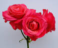 Lady Bird rose photo