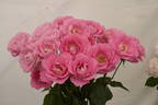 Cliff Richard rose photo