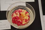 Brush Strokes rose photo