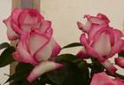 Marlon's Day rose photo