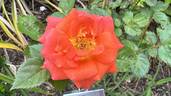 Iris Webb rose photo