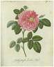Die Zucker-Rose mit gelben Rippen rose photo