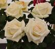Racy Lady rose photo