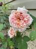 Break o' Day rose photo