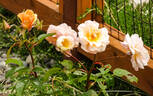 Golden Unicorn rose photo