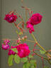 Gruss an Teplitz rose photo