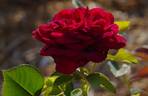 The Prince ® rose photo