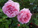Special Anniversary rose photo