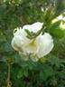 Double Scotch rose photo