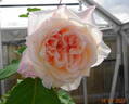 Madame Falcot rose photo