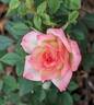 Little Melody rose photo