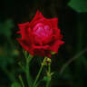 Bruno Perpoint rose photo