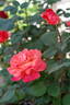 Sedona rose photo