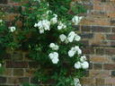 Madame Plantier rose photo