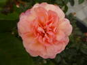 Calypso rose photo