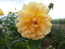 Easy Going ™ rose photo