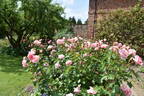 L'Aimant rose photo
