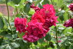 Wilhelm rose photo