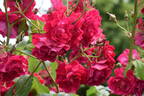 Wilhelm rose photo