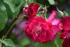 Wilhelm rose photo