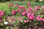 Vanity rose photo