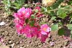 Vanity rose photo