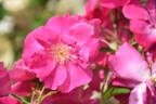 Vanity rose photo