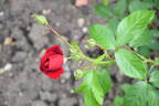 Frensham rose photo