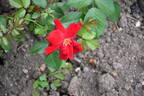 Frensham rose photo