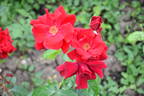 Frensham rose photo