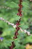 R. sericea pteracantha rose photo
